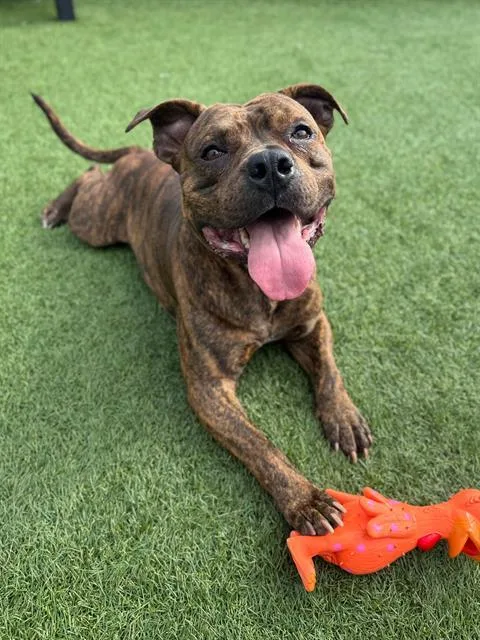 An adult large-sized male Staffordshire Bull Terrier dog named Fizz for adoption in San Francisco, CA