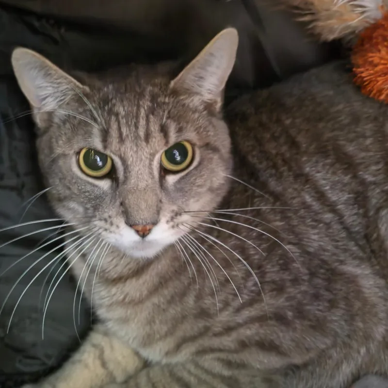 A young medium-sized male Gray / Blue / Silver Domestic Short Hair cat named Jasper  Chino Hills for adoption in Chino Hills, CA
