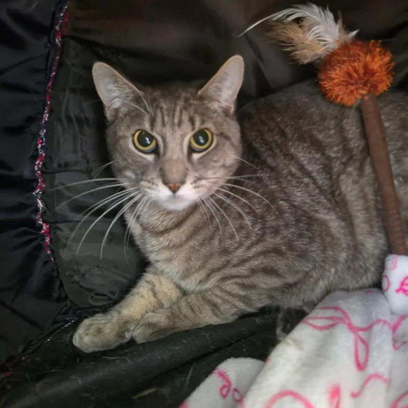 Jasper  Chino Hills thumbnail 2