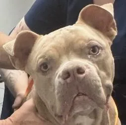 A young medium-sized male Yellow / Tan / Blond / Fawn Pit Bull Terrier dog named Bumper for adoption in Lake Worth, FL