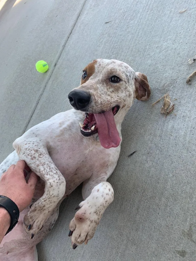 An adult large-sized female Hound dog named Birdie for adoption in Twentynine Palms, CA