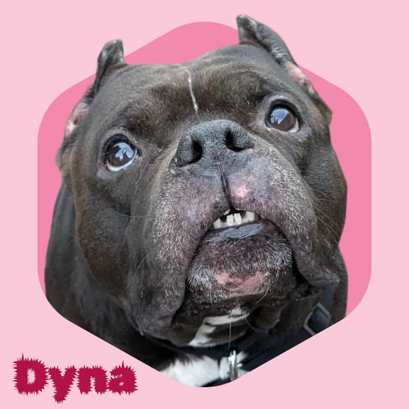 Dyna
