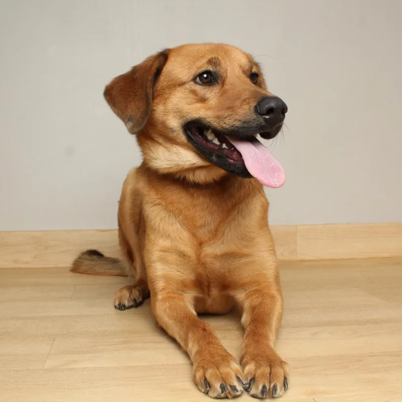 An adult medium-sized female Golden Retriever dog named Clementine D for adoption in Minnetonka, MN