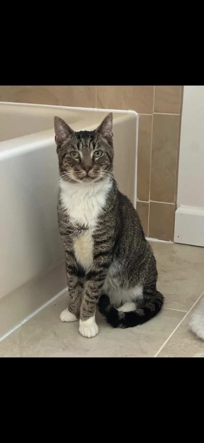 An adult large-sized male Brown / Chocolate American Shorthair cat named Daniel for adoption in Newark, NJ