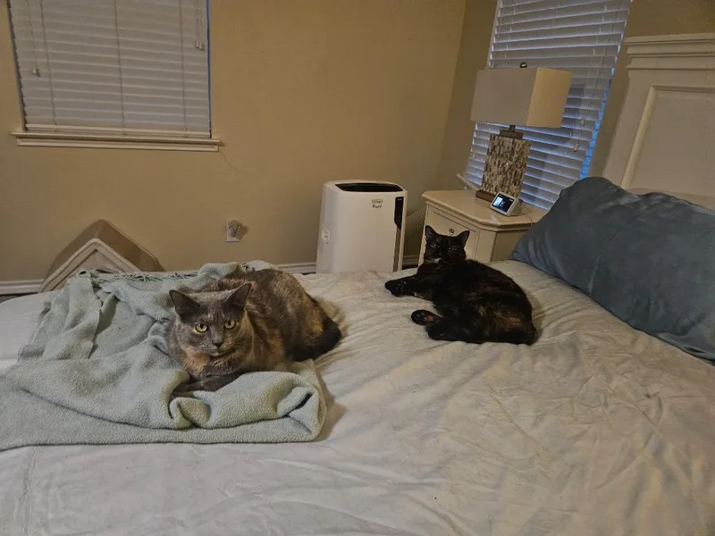 An adult medium-sized female Domestic Short Hair cat named Lila for adoption in San Antonio, TX