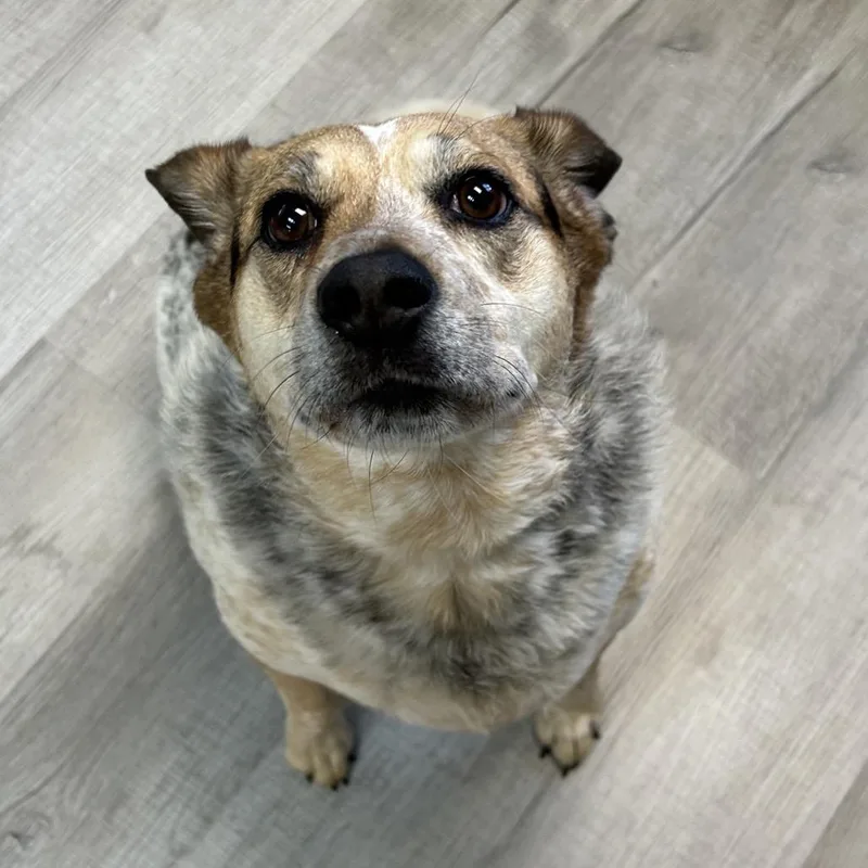An adult medium-sized female White / Cream Beagle dog named Jacey for adoption in Emporia, KS