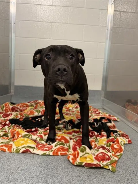 A young small-sized male Pit Bull Terrier dog named Spark for adoption in Indianapolis, IN