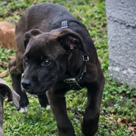 A baby small-sized male Brown / Chocolate Black Labrador Retriever dog named Felix for adoption in Rogersville, MO