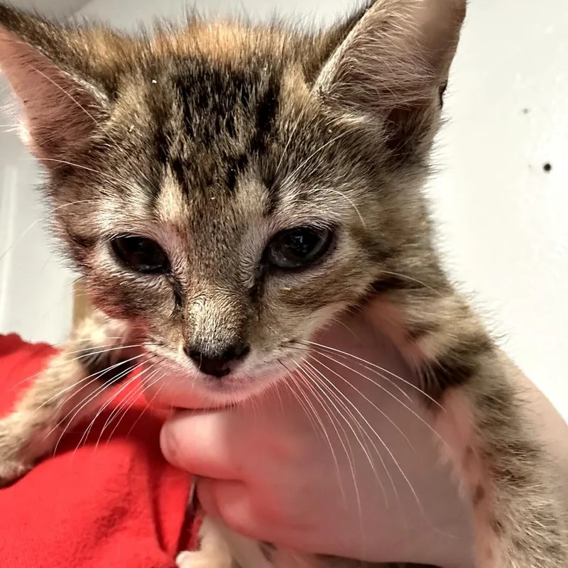 A baby small-sized female Black Domestic Short Hair cat named Massey for adoption in Leander, TX