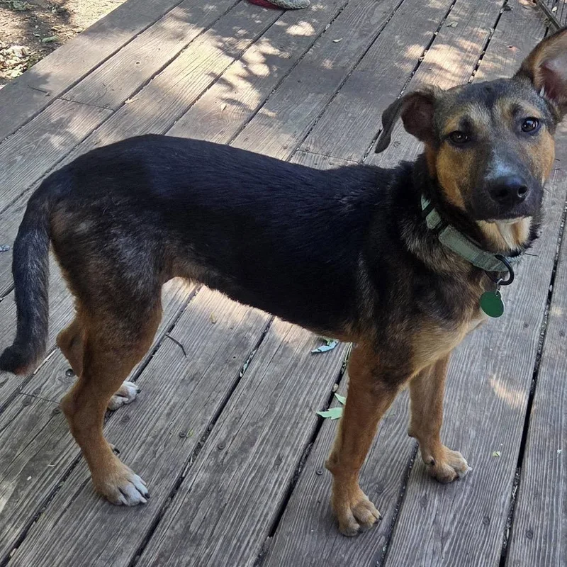 A young small-sized female Brown / Chocolate Mixed Breed dog named Jolene for adoption in Buffalo, MN