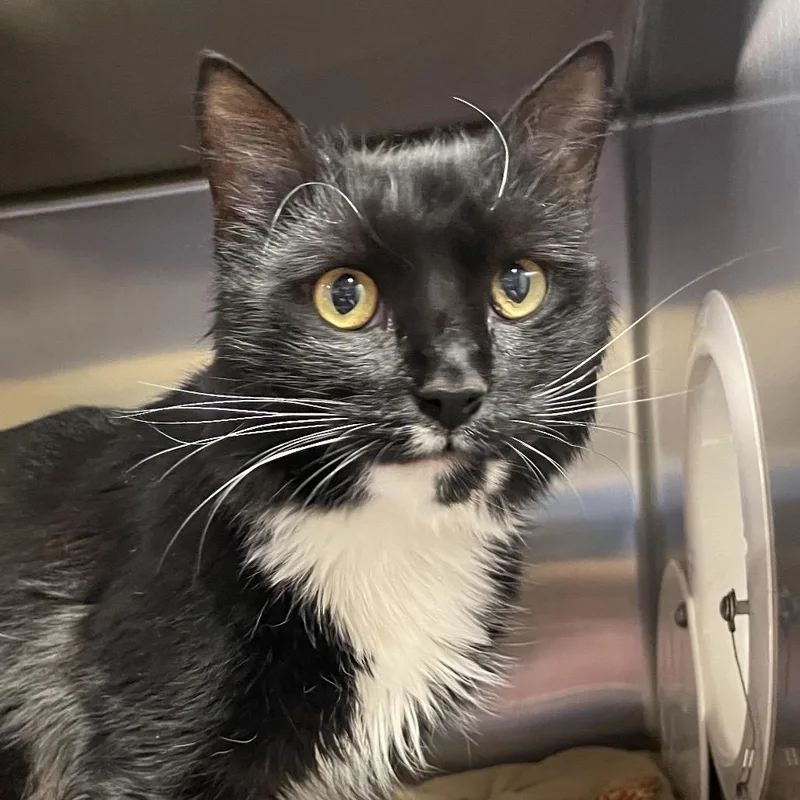 An adult medium-sized male Black Domestic Medium Hair cat named Gus for adoption in York, PA