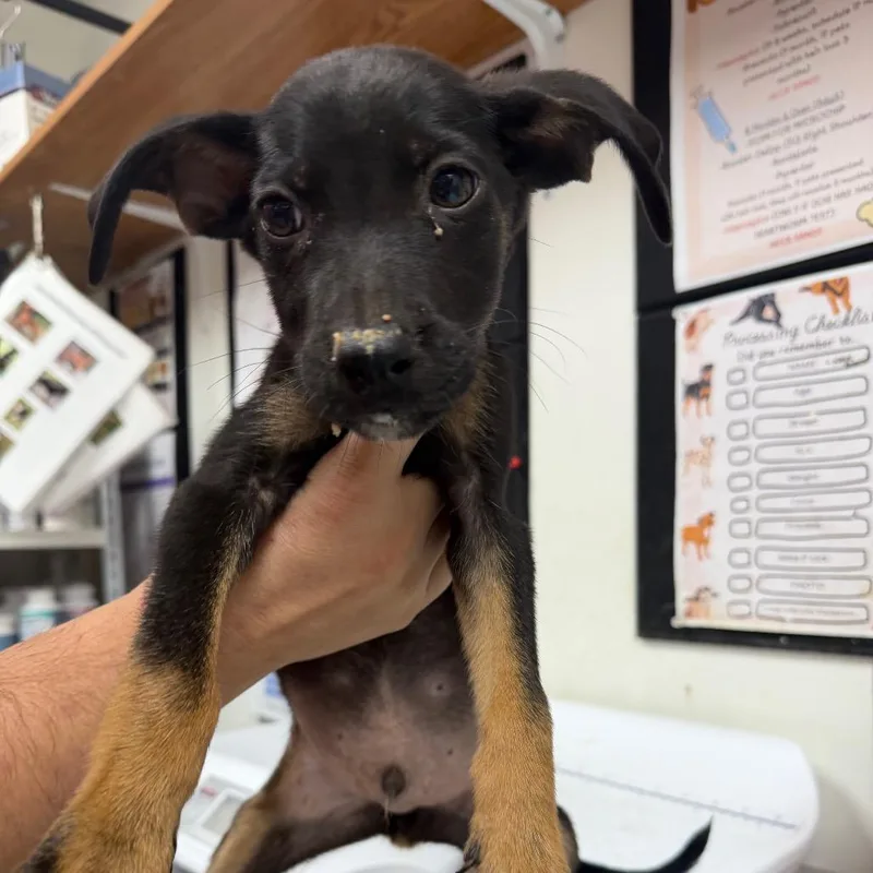 A baby small-sized male Shepherd dog named Landon for adoption in Parrish, AL