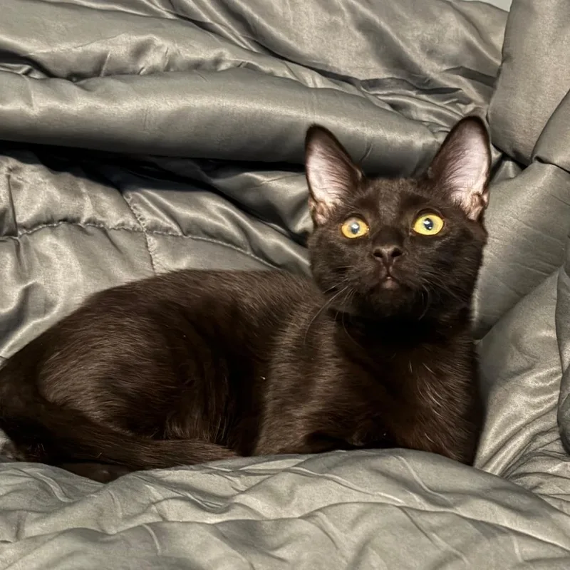 A baby small-sized male Black Domestic Short Hair cat named Ash for adoption in Valdosta , GA