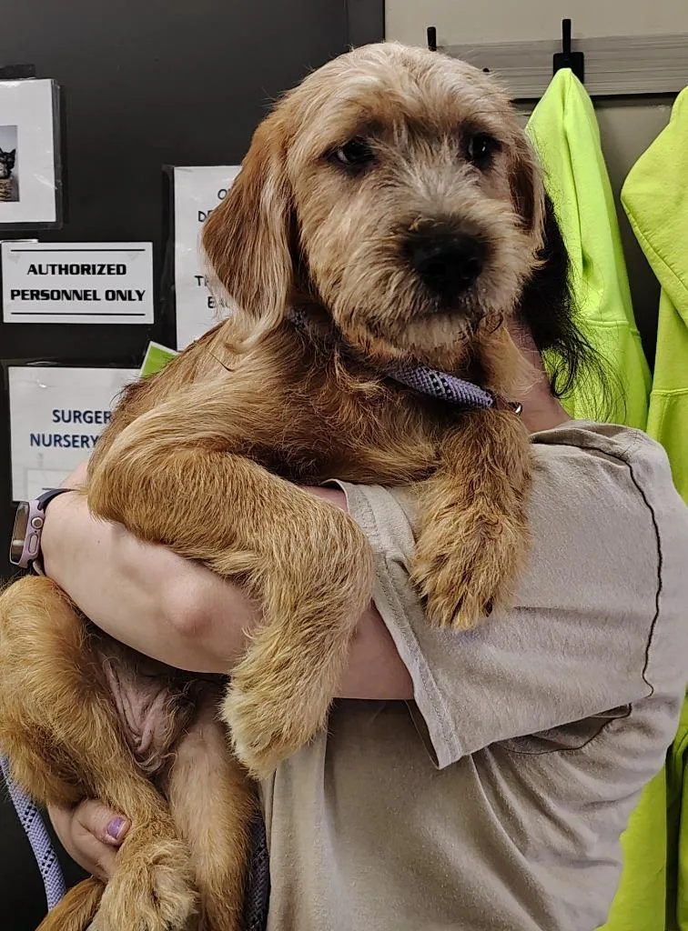 A baby small-sized male Mastiff dog named Rusty for adoption in Saint Clairsville, OH
