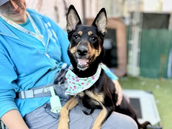 An adult medium-sized female Mixed Breed dog named Bruna for adoption in New York, NY