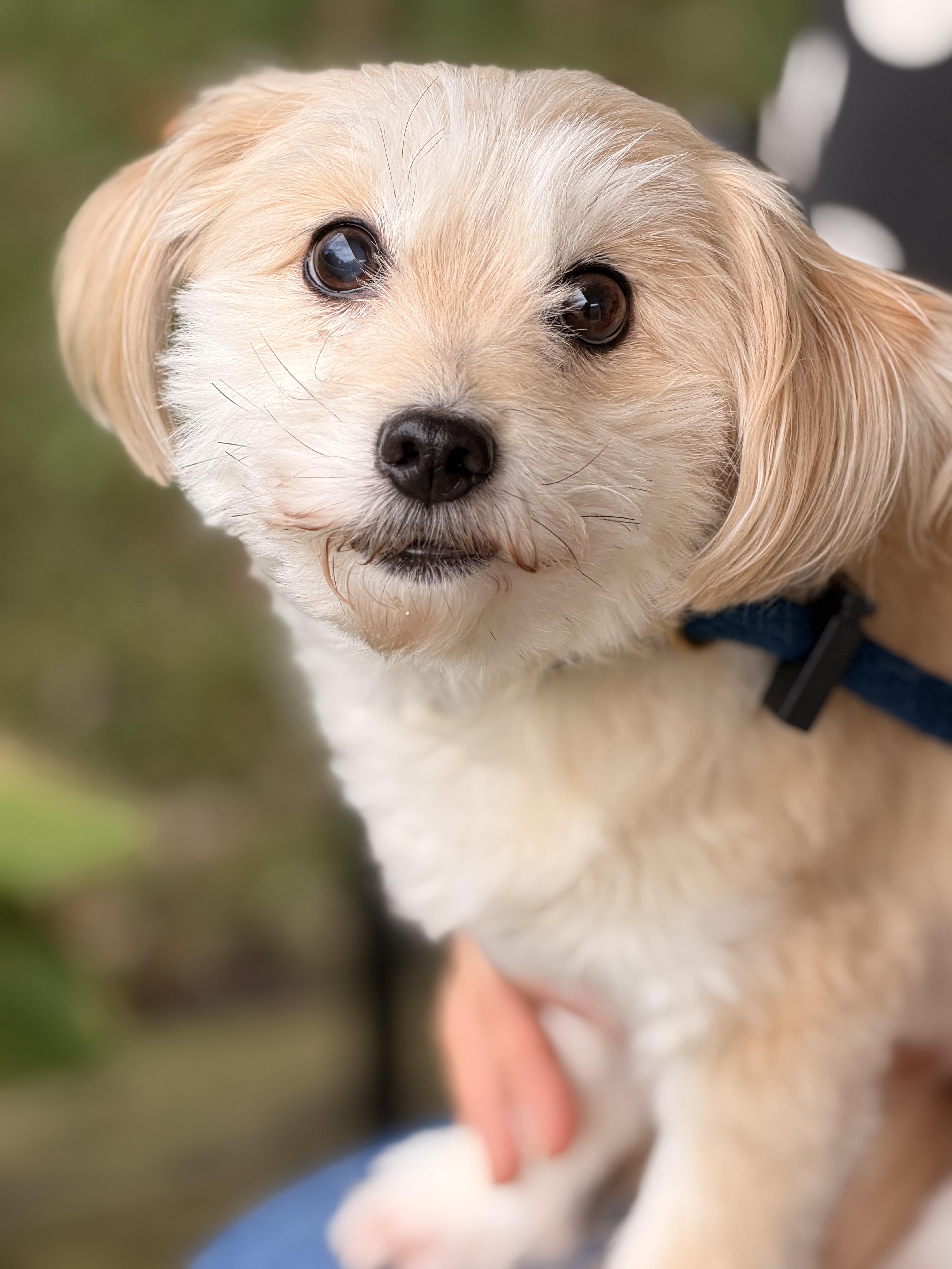 A senior small-sized male Apricot / Beige Maltipoo dog named Toby for adoption in Meherrin, VA