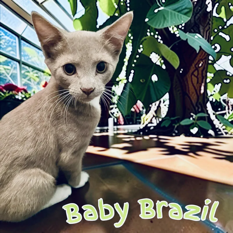 A baby medium-sized male Domestic Short Hair cat named Brazil for adoption in Woodbridge, VA