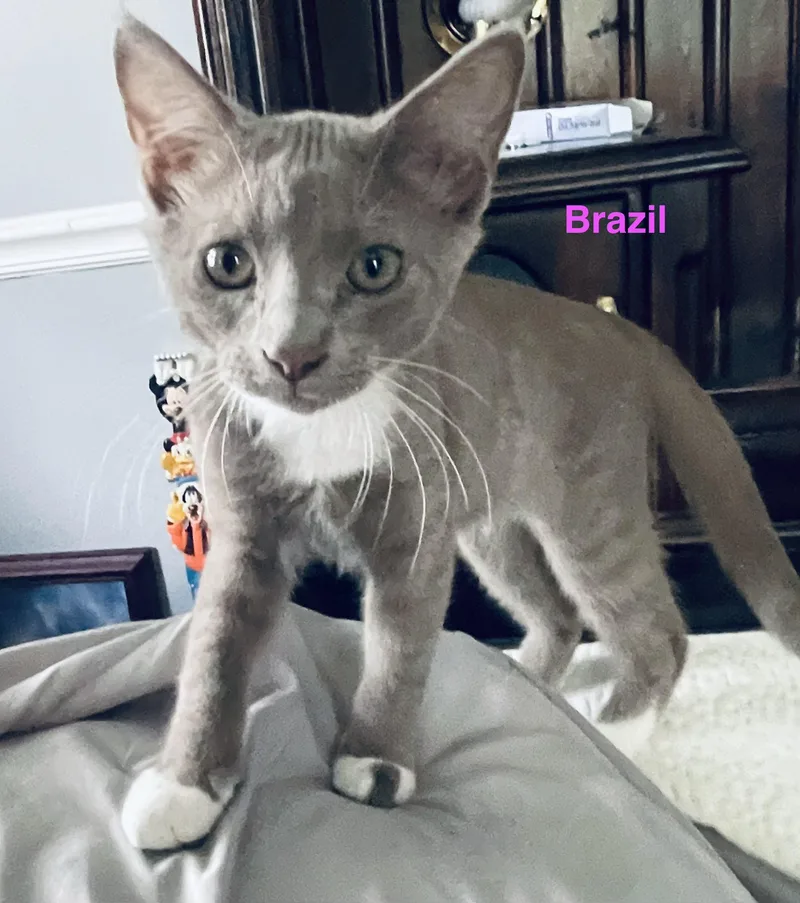 Brazil thumbnail 4