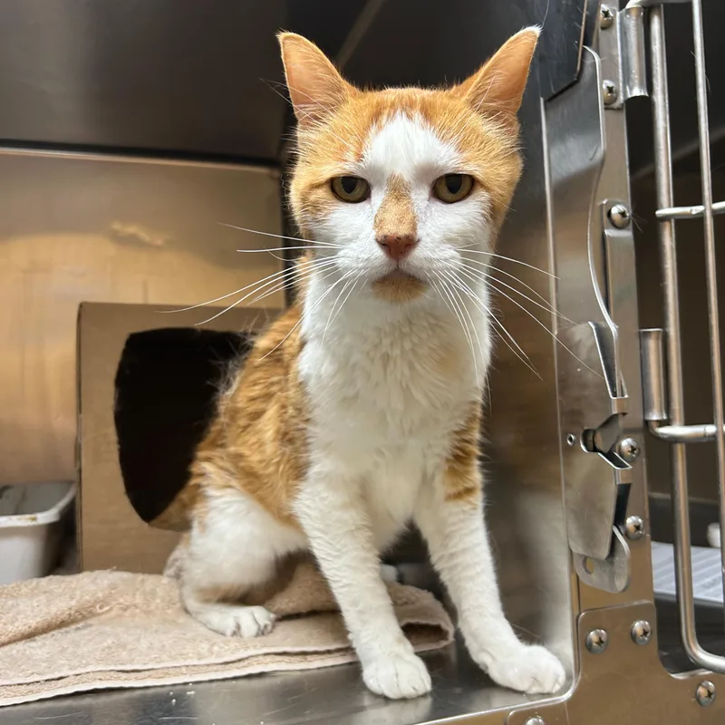 A senior medium-sized male Tabby (Orange / Red) Domestic Short Hair cat named Tiger for adoption in Lindon, UT