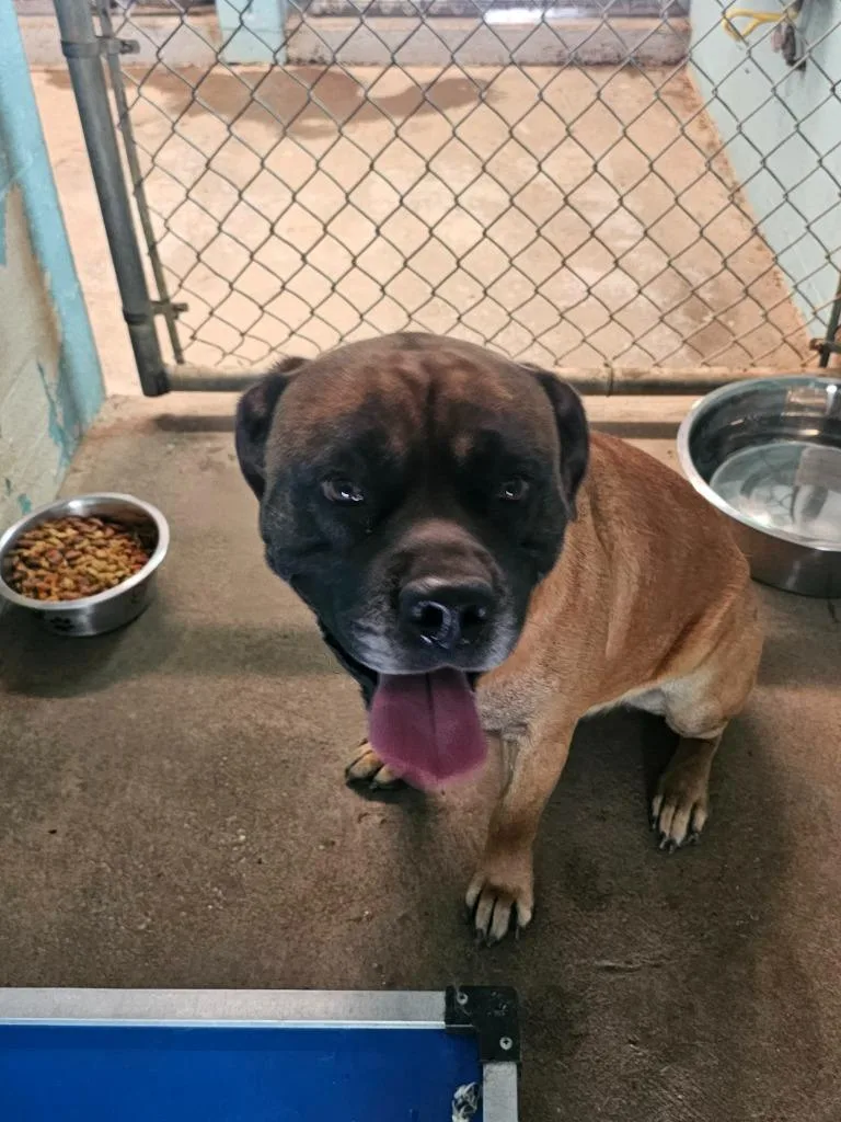 A young large-sized male Bullmastiff dog named Loki for adoption in Lafayette, TN