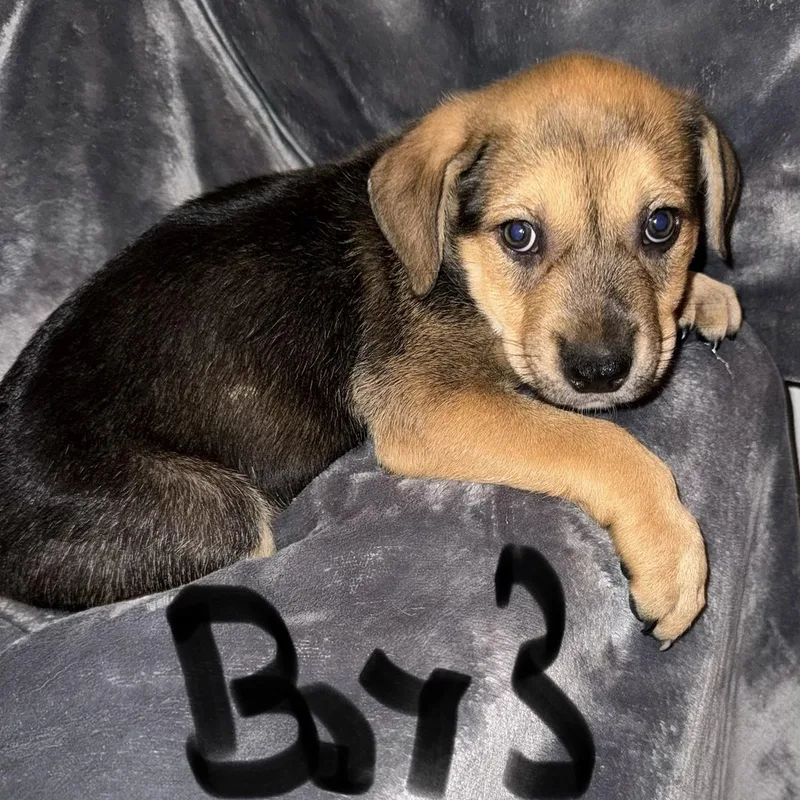 A baby medium-sized male Bicolor Pit Bull Terrier dog named Puppy Boy for adoption in Weatherford, TX