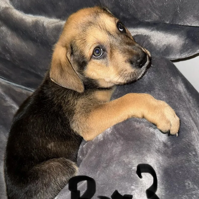 Puppy Boy thumbnail 2