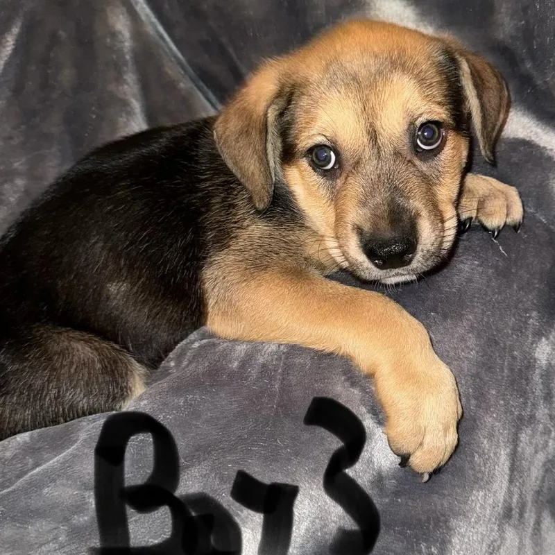 Puppy Boy thumbnail 4