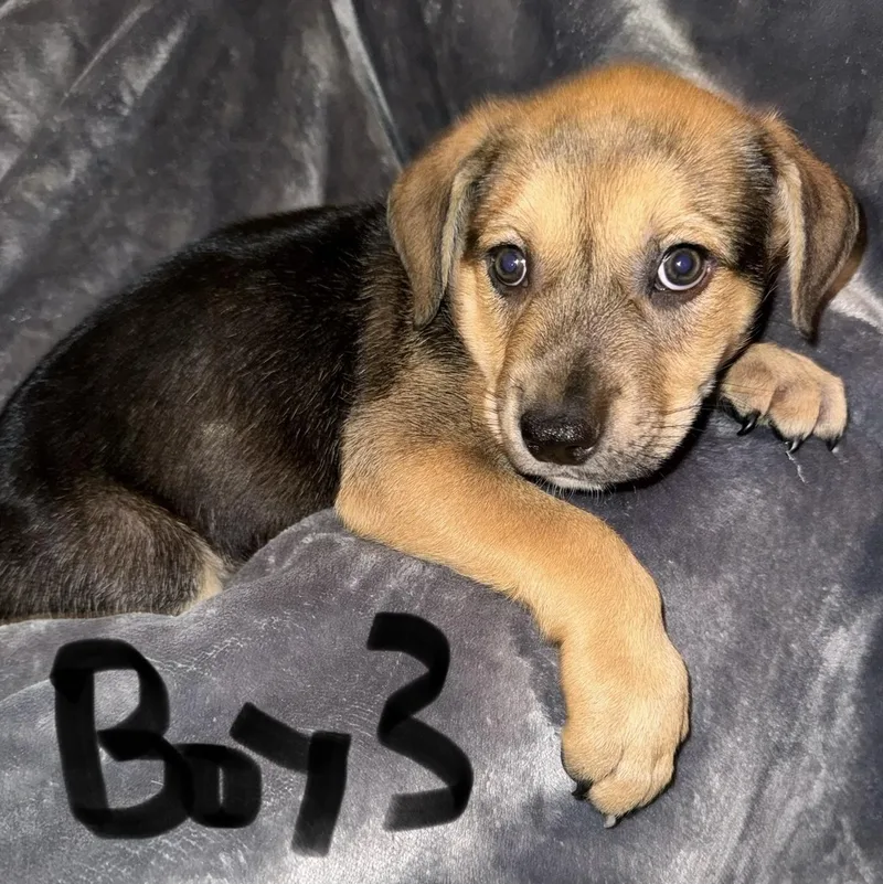 Puppy Boy thumbnail 5