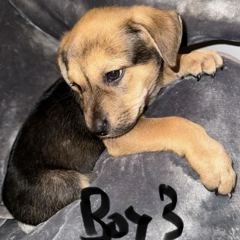 Puppy Boy thumbnail 6