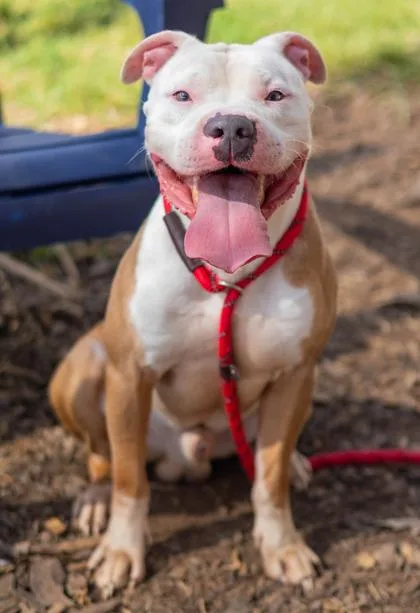 An adult large-sized male Mixed Breed dog named Binky for adoption in Chamblee, GA
