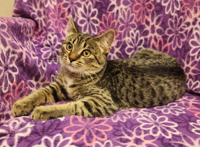 A baby medium-sized female Domestic Short Hair cat named Reed for adoption in Superior, WI