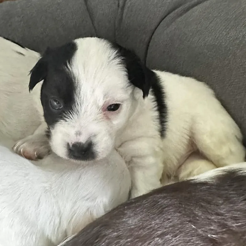 A baby small-sized male White / Cream Mixed Breed dog named Logan for adoption in Hinsdale, IL