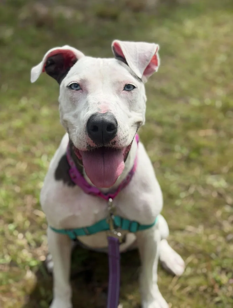 A young large-sized female Catahoula Leopard Dog dog named Pancake for adoption in Saint Augustine, FL