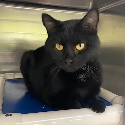 An adult large-sized male Black Domestic Short Hair cat named Goliath for adoption in Springfield, IL