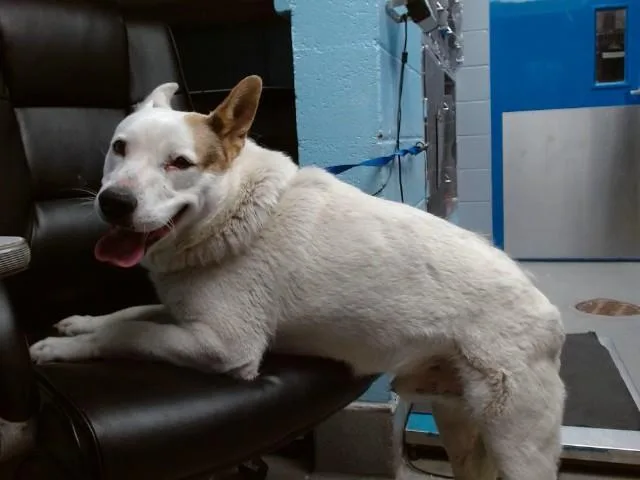 An adult medium-sized male Alaskan Malamute dog named Church for adoption in Albuquerque, NM
