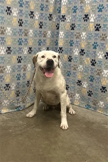 An adult medium-sized male Labrador Retriever dog named Gage for adoption in Rosenberg, TX