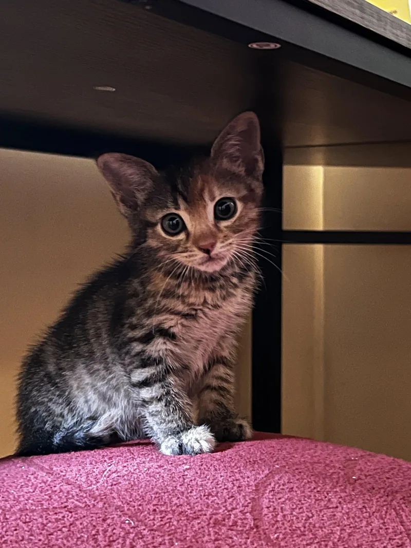 A baby small-sized female Tabby cat named Lisa for adoption in Stone Mountain, GA