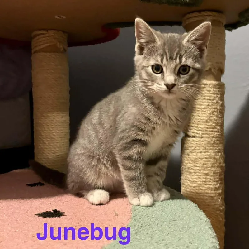 Junebug thumbnail 4