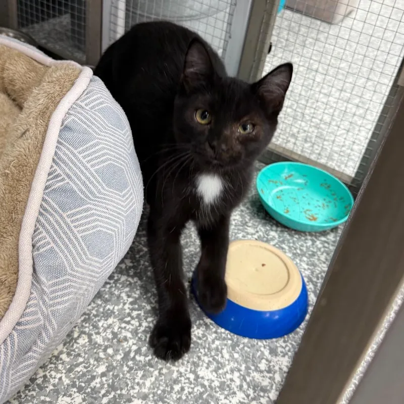 A baby small-sized male Black Domestic Short Hair cat named Finn for adoption in Carroll, IA