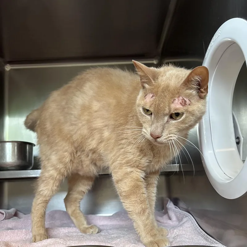 An adult large-sized male Buff / Tan / Fawn Domestic Short Hair cat named Jude Paw for adoption in Bristol, IN