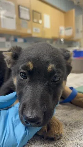 A baby small-sized female German Shepherd Dog dog named Mila for adoption in Riverside, CA