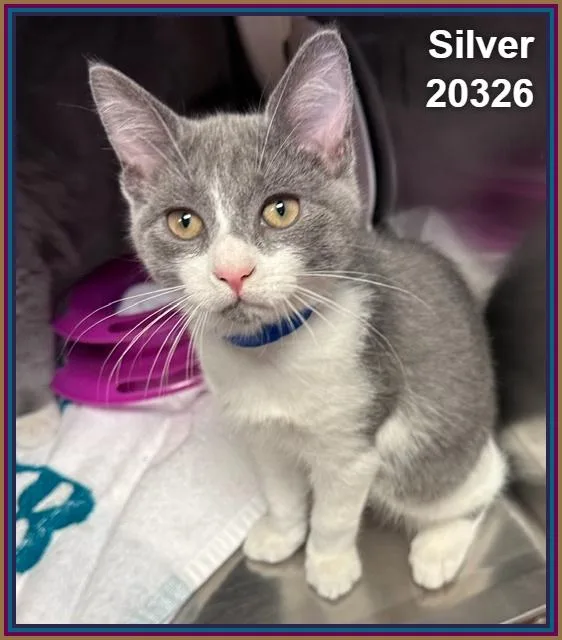 A baby medium-sized male Gray & White Domestic Short Hair cat named Silver for adoption in Marietta, GA