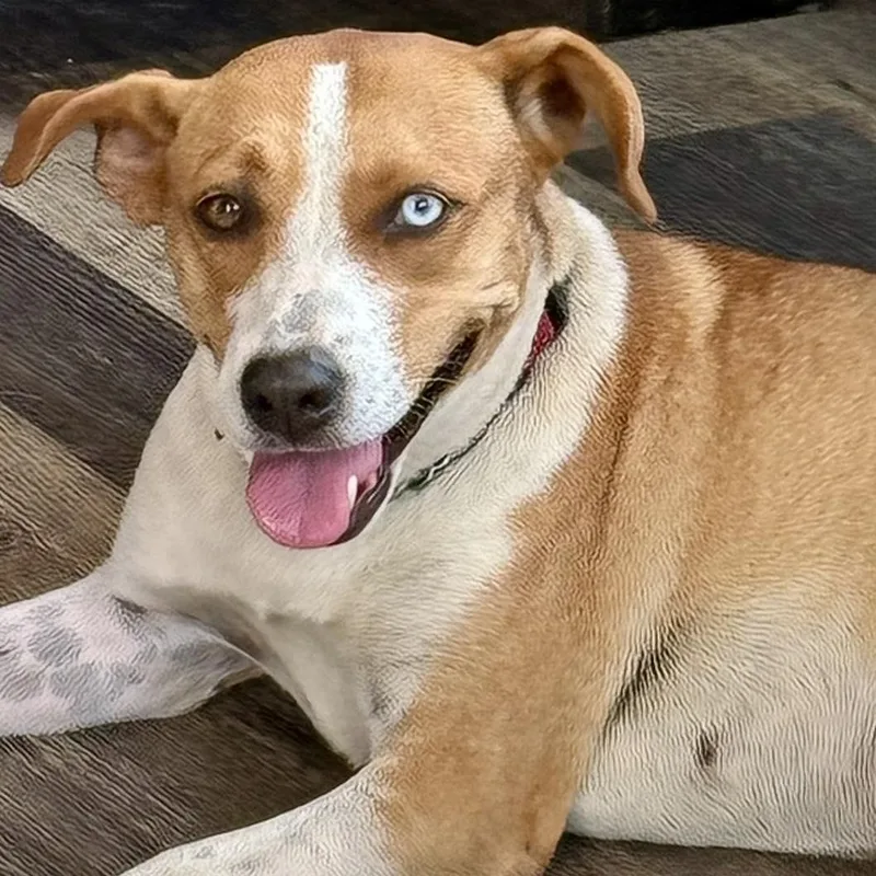 A young medium-sized female White / Cream Labrador Retriever dog named Dori for adoption in ISABELA, PR