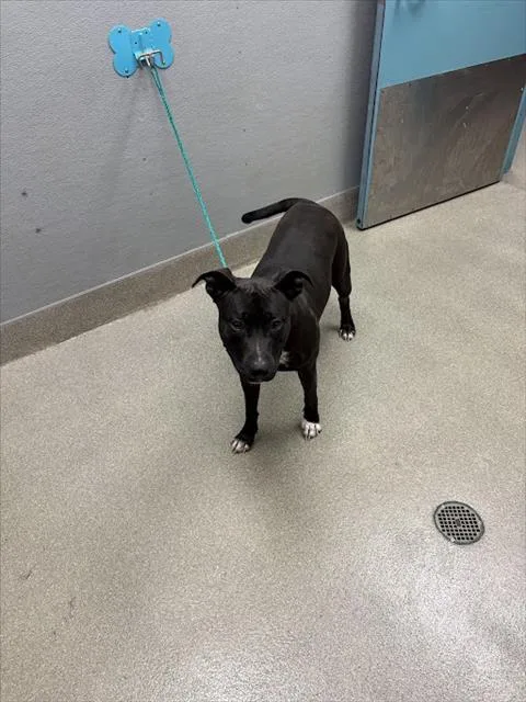 A young large-sized female Pit Bull Terrier dog named Mochi for adoption in Las Vegas, NV