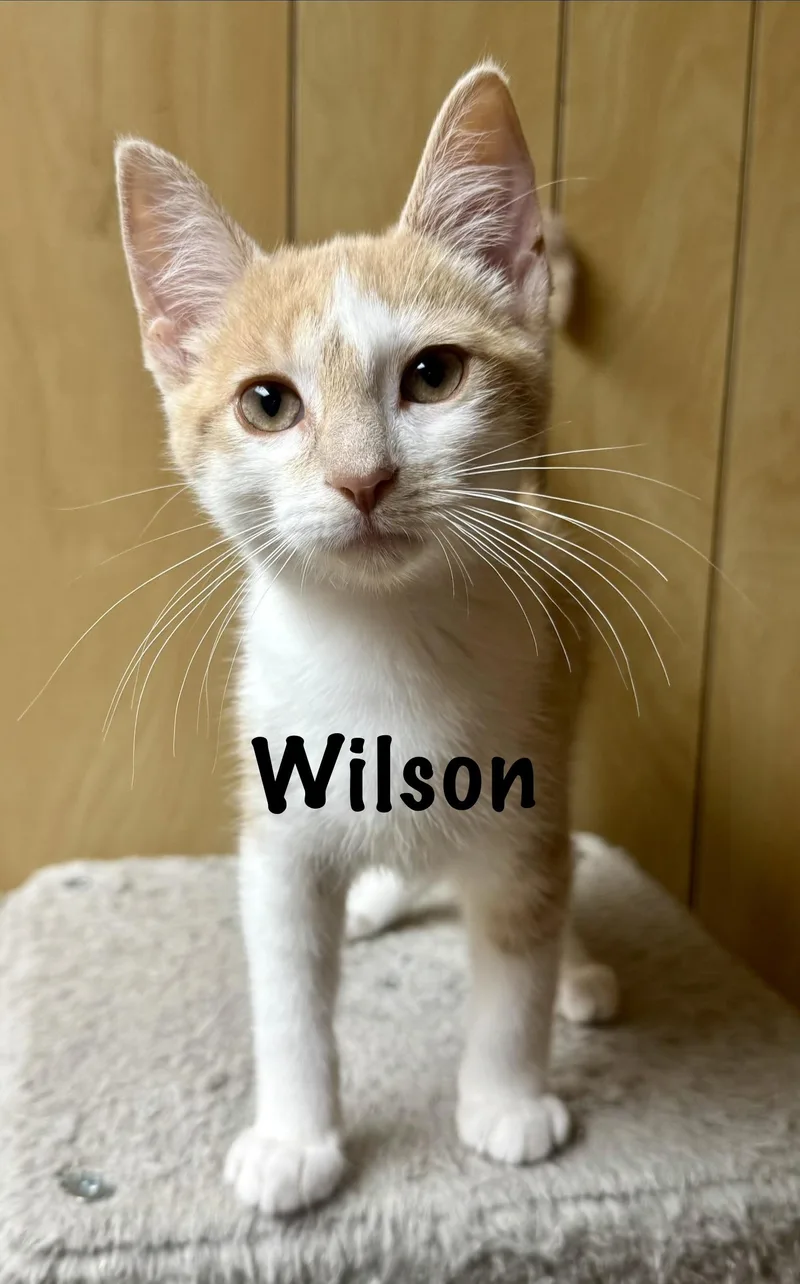 A baby medium-sized male Buff & White Domestic Short Hair cat named Wilson for adoption in Frewsburg, NY