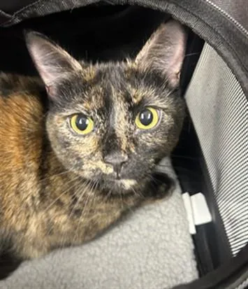 An adult small-sized female Domestic Short Hair cat named Penelope for adoption in Saint Cloud, FL