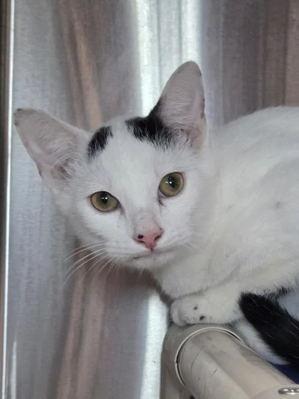 A young medium-sized male Domestic Short Hair cat named Cosmic Crisp for adoption in Millersville, MD