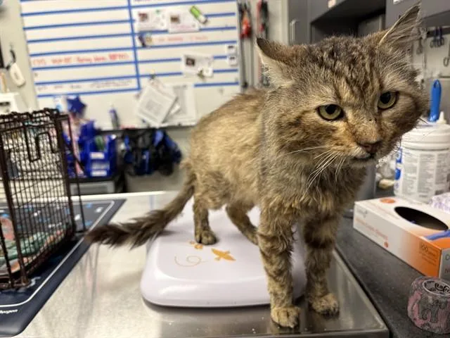 An adult small-sized male Domestic Medium Hair cat named Mushu for adoption in Ontario, CA