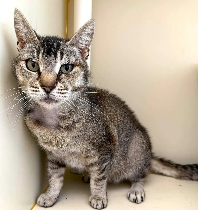 A young medium-sized female Domestic Short Hair cat named Lydia for adoption in Cambria, CA