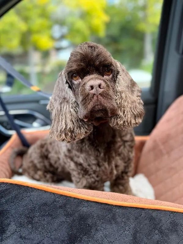An adult small-sized male Brown / Chocolate Mixed Breed dog named Duster for adoption in Fruit Heights, UT
